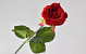 Künstliche Rose Samt Rot D6cm L42cm