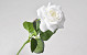 Rose Cream D6cm L43cm
