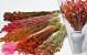 Dried Flower Bouquet XL Pink/Orange 