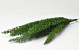 Foxtail Groen 40cm