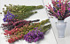 DIY Dried Flower Bouquet Purple/Pink XL