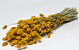 Phalaris Yellow 70cm