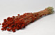 Phalaris Red Brown 70cm