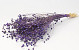 Linum Violett 40cm