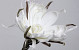 Fleur en mousse 80cm Blanc