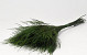 Tiki Fern Groen 60gr. 60cm