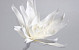 Fleur en mousse Blanc, D 35cm