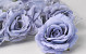 Rose D10cm Eisblau