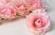Artificial Rose Light Pink D11cm