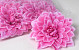 Dahlia Hard Pink D20cm 