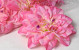 Dahlia D20cm Pink