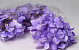 Hortensien Kopf D16cm Pastell Lilac
