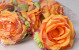 Rose Satin D11cm Autumn Orange