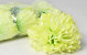 Dahlia Crème/Vert artificielle D16cm