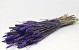 Bouquet Triticum Violet 70cm (blé)