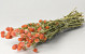 Gomphrena Oranje 50cm