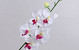 Orchidée Papillon 75cm Blanc