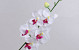 Phalaenopsis75cm White