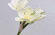 Amaryllis Spray White 55cm
