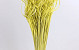 Curly Ting jaune 300 Tiges