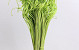 Curly Ting Green 300 Stems