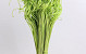 Curly Ting Groen 300 Stelen