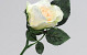 Rose 30cm Weiß