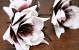 Blume Schaumstoff Weiß/Lila, D 16cm