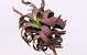 Plante en mousse 45cm marron-vert