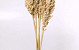 Indian Corn bleached 75cm