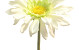 Gerbera 34cm wit