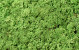 Lichen stabilisé Vert Poire par kg