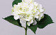 Hortensia 52cm wit