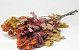 Oak Leaves Mix 50-60cm