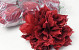 Dahlia D16cm Rood