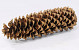 Sugar Pine Cone 20-30cm