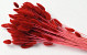 Lagurus Bright Red 65cm