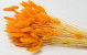Bouquet Lagurus Orange 65cm