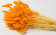 Lagurus Orange 65cm