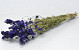 Delphinium Blauw 65cm 2e kwaliteit