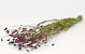 Sanguisorba 70cm