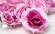 Rose Rose D11cm