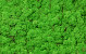 Lichen stabilisé Vert Clair par kg
