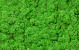 Reindeer Moss Light Grass Green per kg