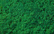 Lichen stabilisé Vert Herbe par kg