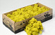 Lichen stabilisé Jaune Citron 500gr.