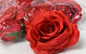 Rose Satin Red D11cm 