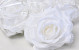 Rose Satin Blanche D11cm 