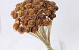 Cedar Rose on 50cm stem
