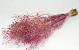 Lepidium Atraxa 60cm Pink